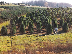 Best Christmas Tree Farms Around Baltimore - CBS Baltimore