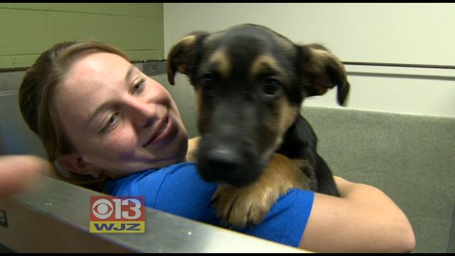 Md. SPCA Holds Food Truck Rally To Help Dogs Find Homes CBS Baltimore