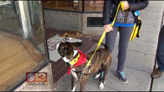 Dog Up For Adoption Walks Out Of The SPCA To Sniff Out Hampden CBS