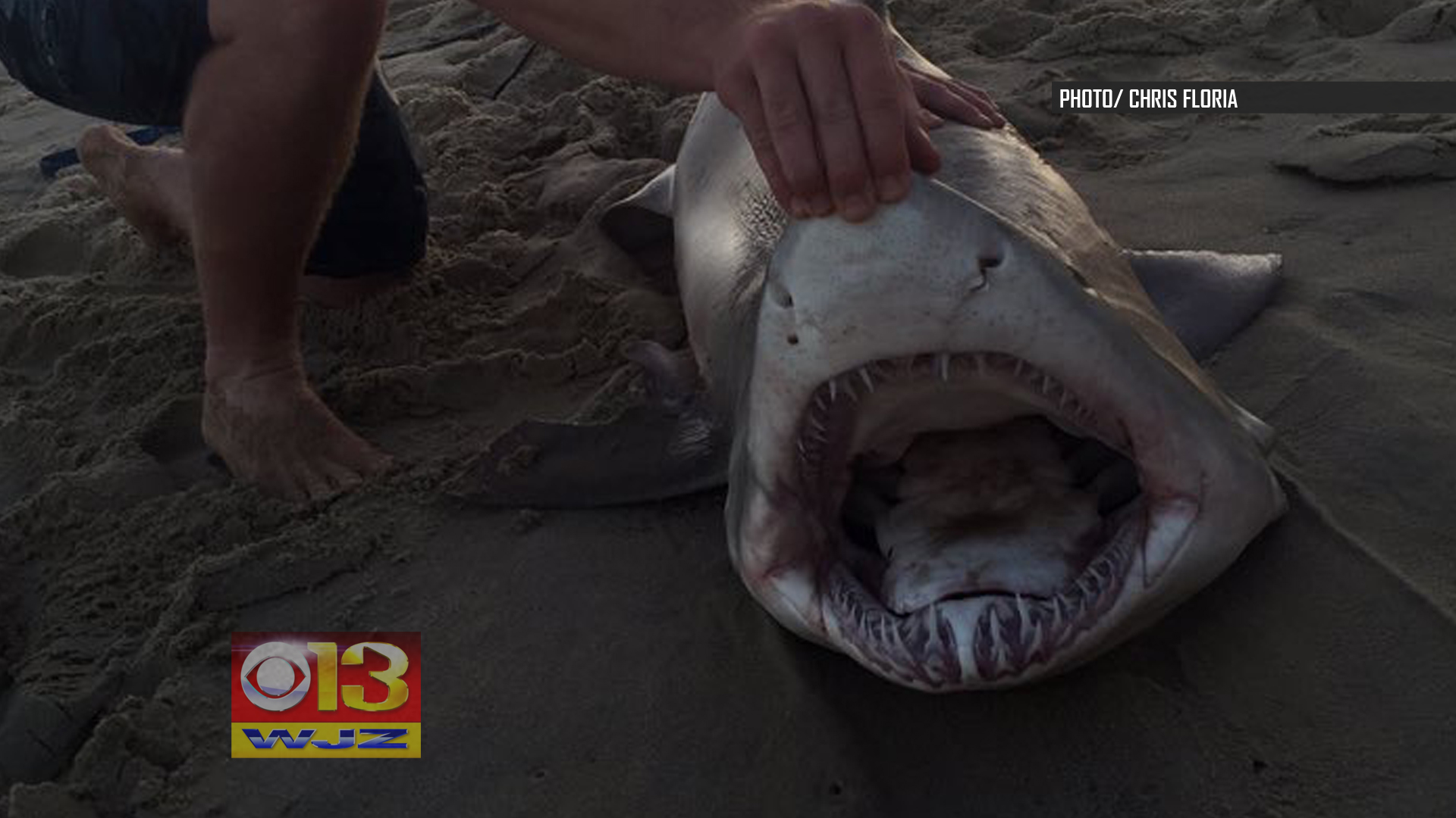 2 Sharks Caught & Released Off Ocean City Beach CBS