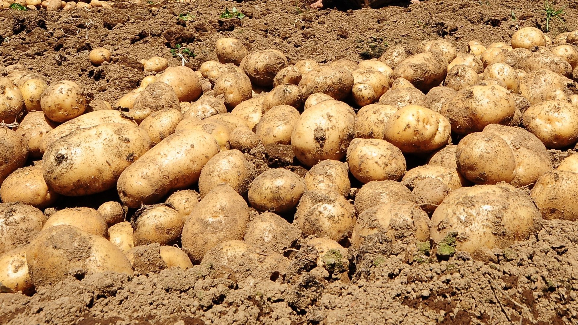Are All Potatoes Genetically Modified?