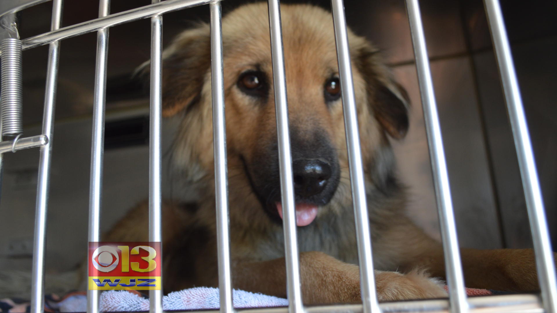 Md. SPCA Takes In 7 Dogs From Shelter In Hurricane Matthew’s Path CBS