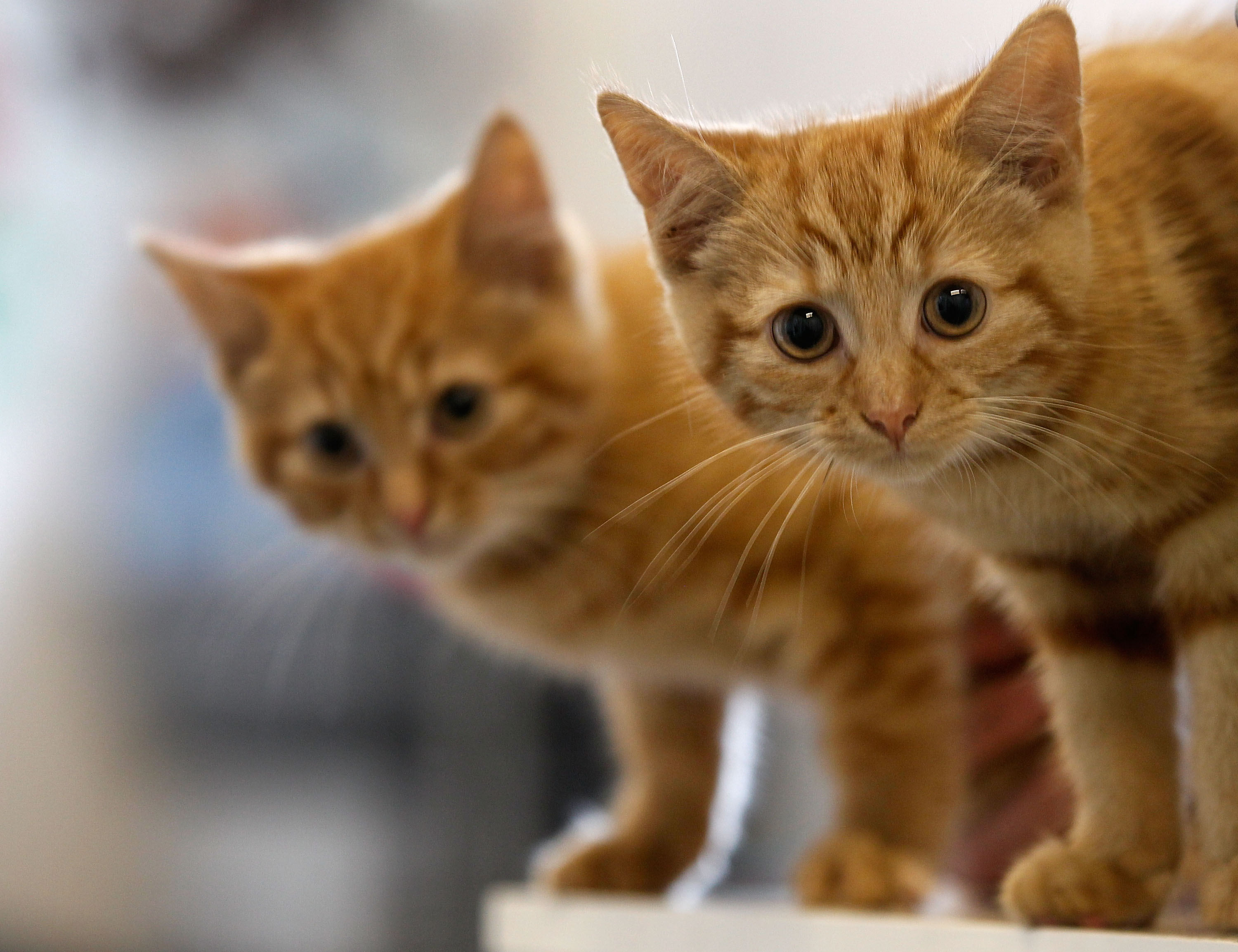 21 Maryland Shelters To Waive Adoption Fees For Cats, Kittens In July
