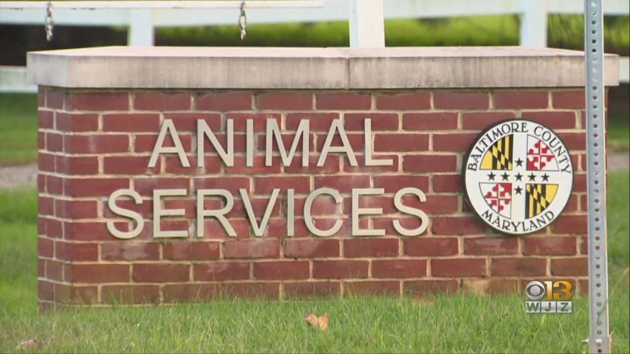 Baltimore County Animal Control Services Resumes Services After Distemper Outbreak Forced Closure