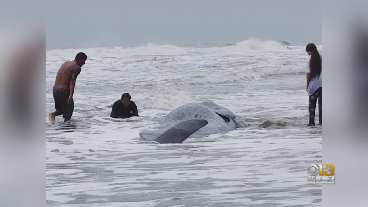 Necropsy Underway After Beached Whale Dies In Ocean City