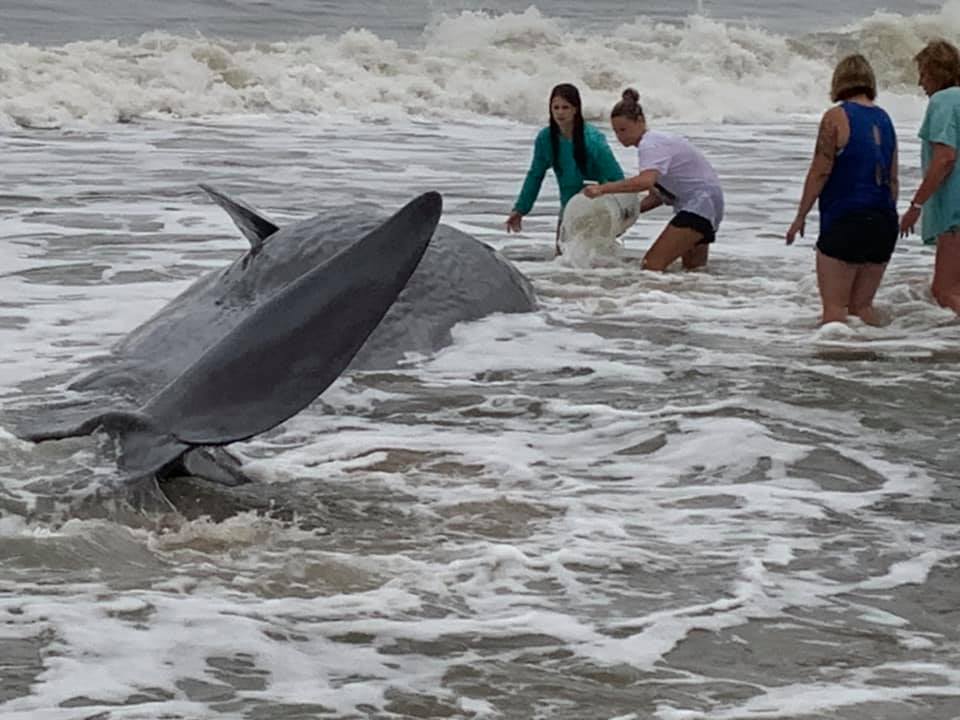 Beached Sperm Whale Found In Ocean City, Maryland, Dies