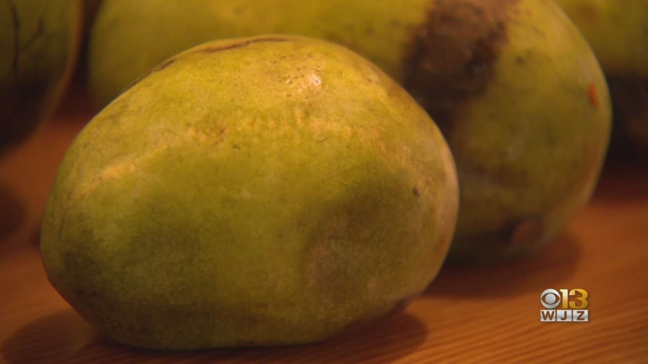 It’s Pawpaw Season: Where You Can Find The Fruit In Maryland And How To Enjoy Them - CBS Baltimore