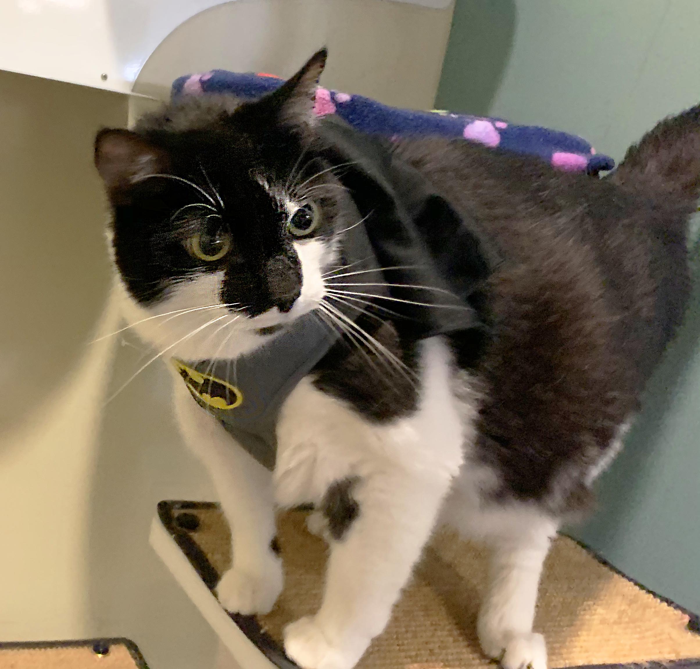 Mister The Cat Is Up For Adoption At The MDSPCA CBS Baltimore