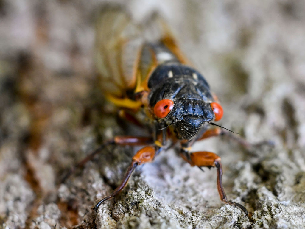 Late-Bloomer Cicadas Will Be Rising From The Dirt In Maryland