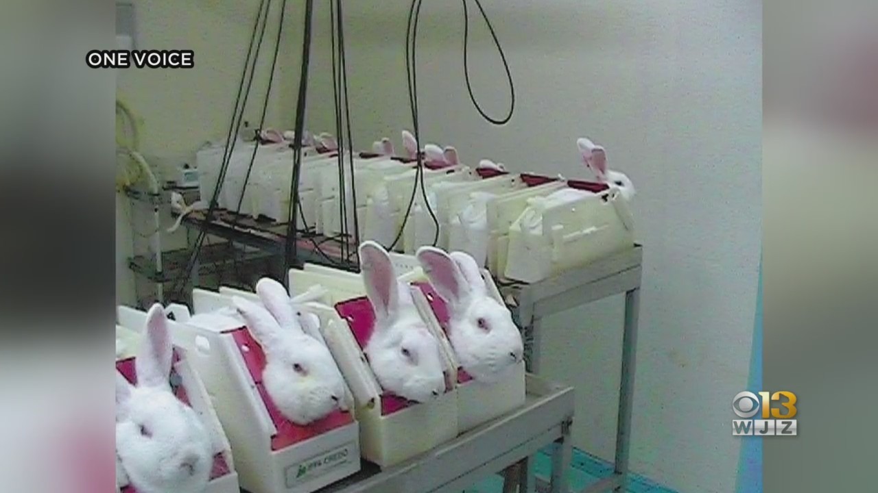 Animal testing cosmetics
