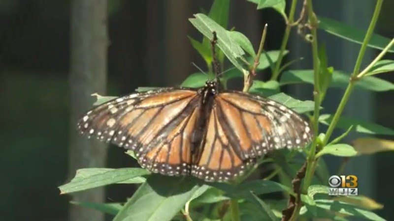 Ladew Topiary Gardens’ Butterfly House Showcases Over 20 Native Butterfly Species