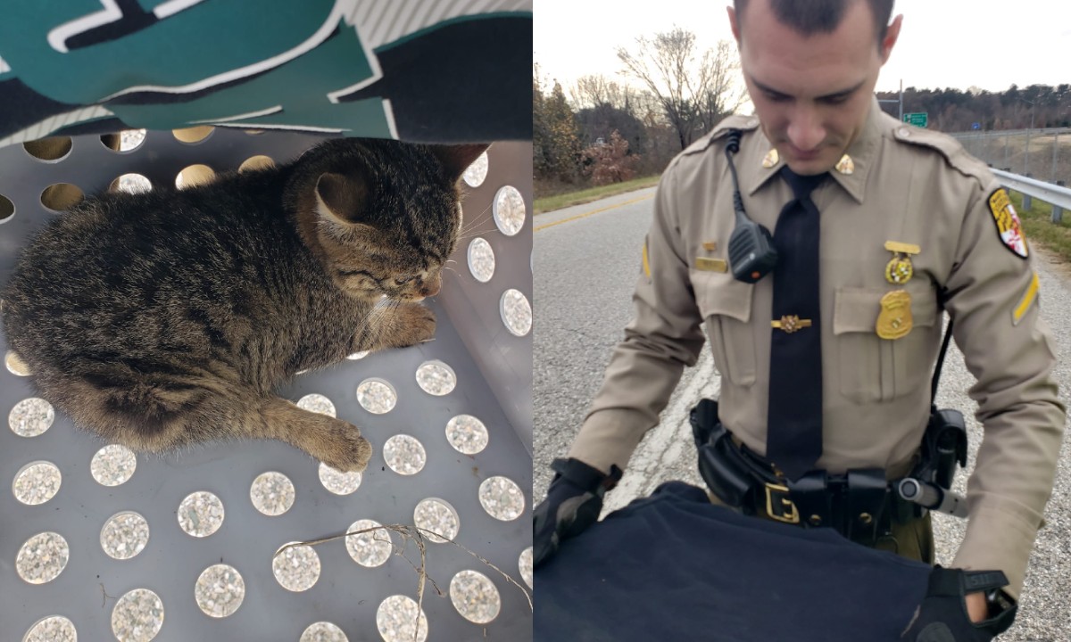 Maryland State Police Trooper Rescues Injured Kitten On I-97