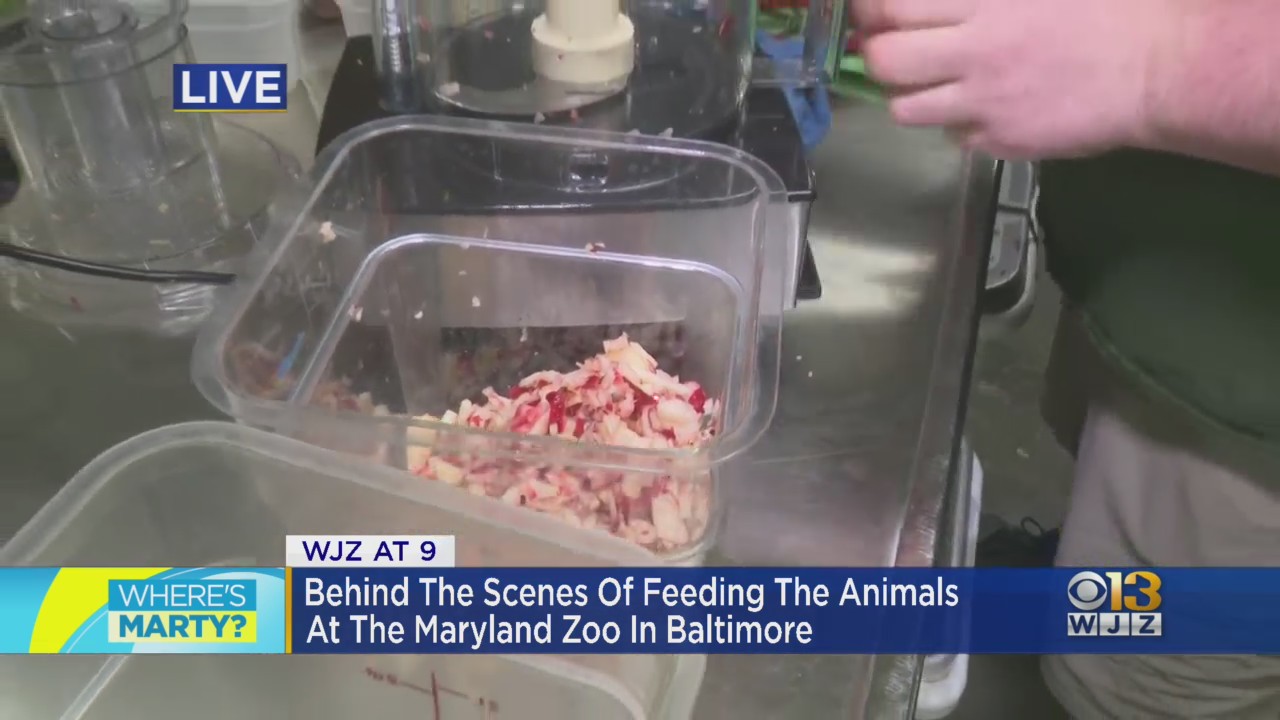 Where's Marty? Seeing How All The Maryland Zoo's Residents Are Fed
