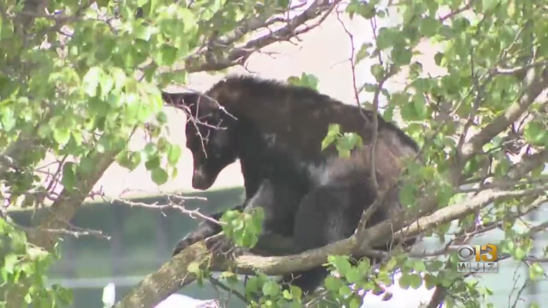 Wildlife authorities remove black bear from tree in Frederick – CBS Baltimore